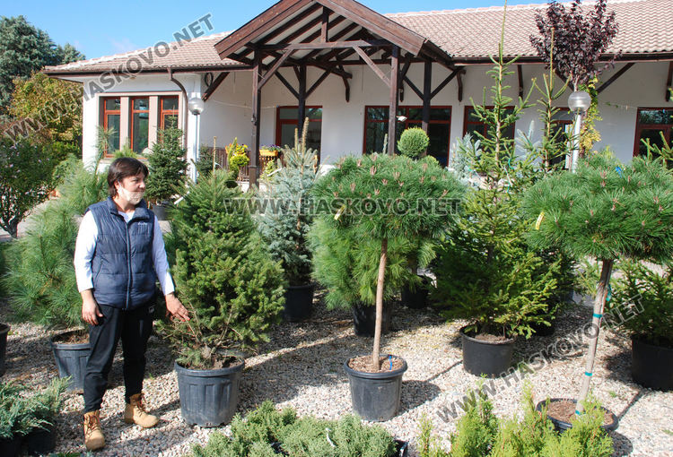 За първи път от десетилетия насам в Хасково предлагат Веймутов бор