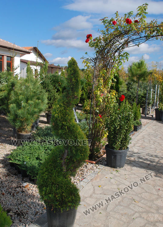 За първи път от десетилетия насам в Хасково предлагат Веймутов бор