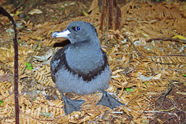 Колонията буревестници е туристическа атракция в националния парк Папароа