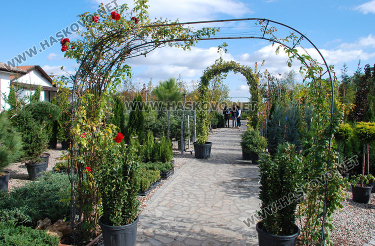 За първи път от десетилетия насам в Хасково предлагат Веймутов бор