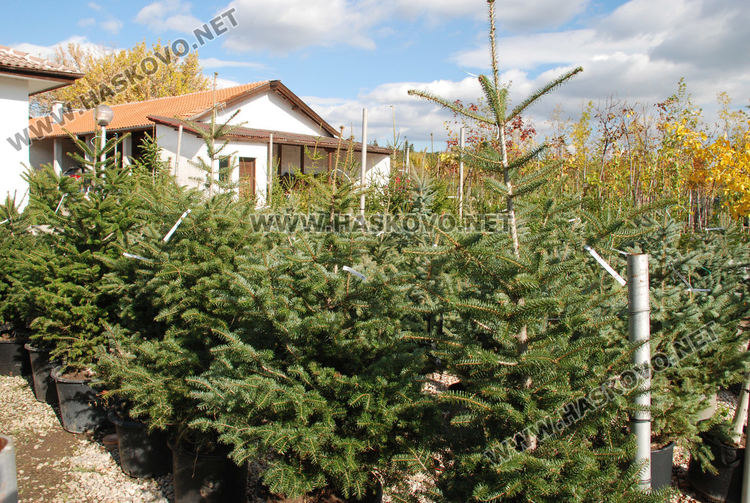 За първи път от десетилетия насам в Хасково предлагат Веймутов бор