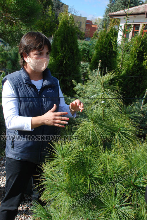 За първи път от десетилетия насам в Хасково предлагат Веймутов бор