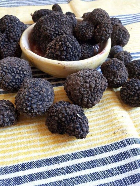 Уеб-семинар за култивиране на трюфели организира читалището в село Райново