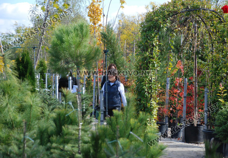 За първи път от десетилетия насам в Хасково предлагат Веймутов бор