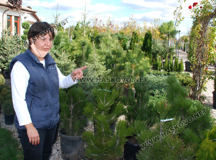 За първи път от десетилетия насам в Хасково предлагат Веймутов бор