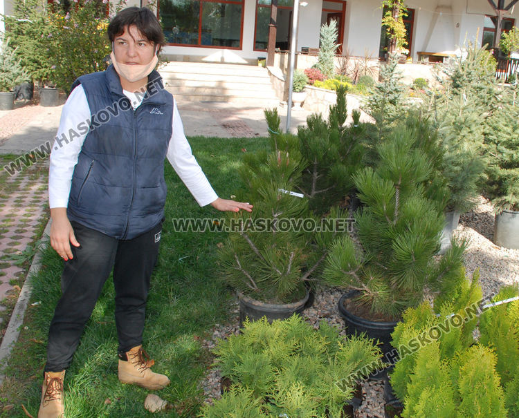 За първи път от десетилетия насам в Хасково предлагат Веймутов бор