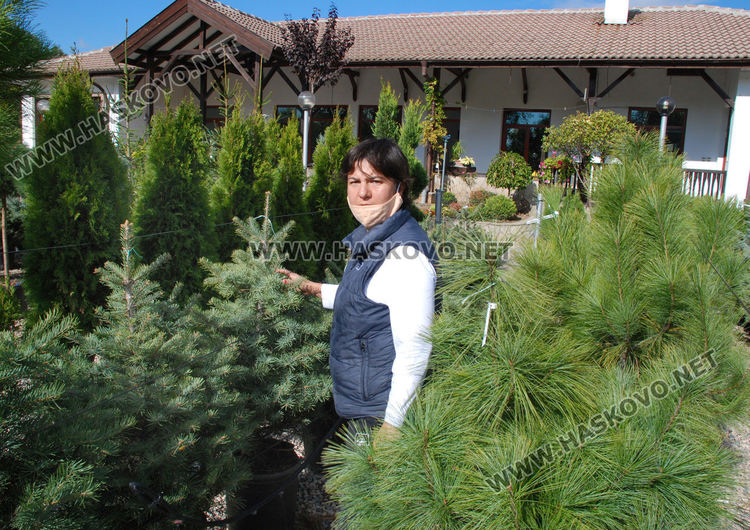 За първи път от десетилетия насам в Хасково предлагат Веймутов бор