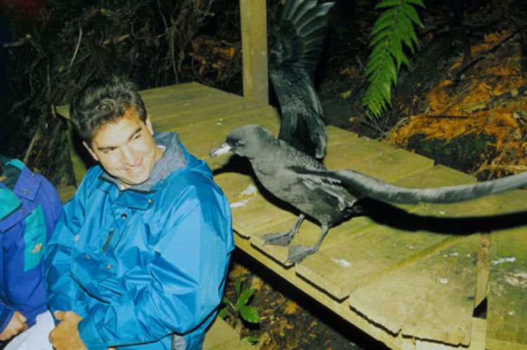 Колонията буревестници е туристическа атракция в националния парк Папароа