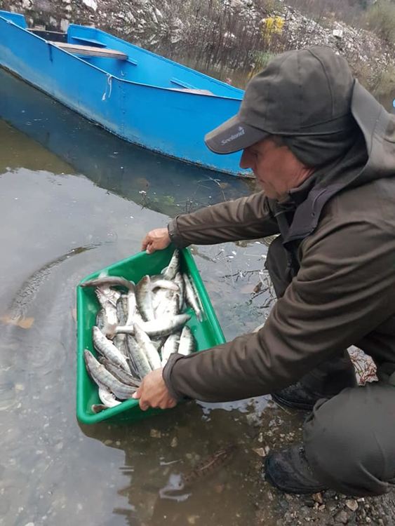 Зарибиха язовир Цанков камък с над 1500 броя бяла риба