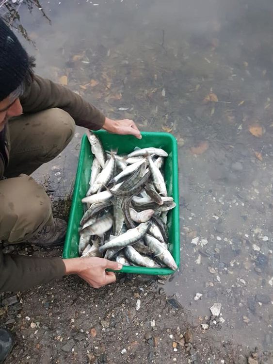 Зарибиха язовир Цанков камък с над 1500 броя бяла риба