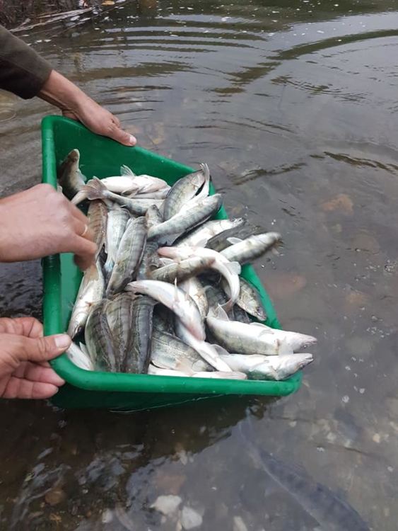 Зарибиха язовир Цанков камък с над 1500 броя бяла риба