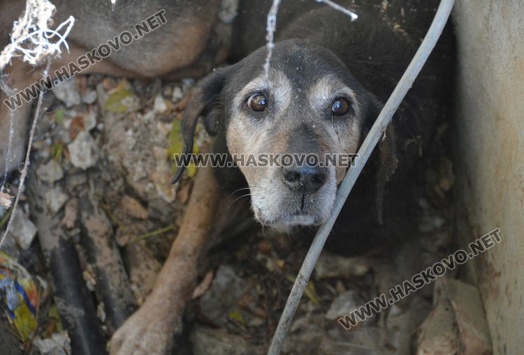 Извадиха бедстващо куче, пропаднало в шахта в Хасково