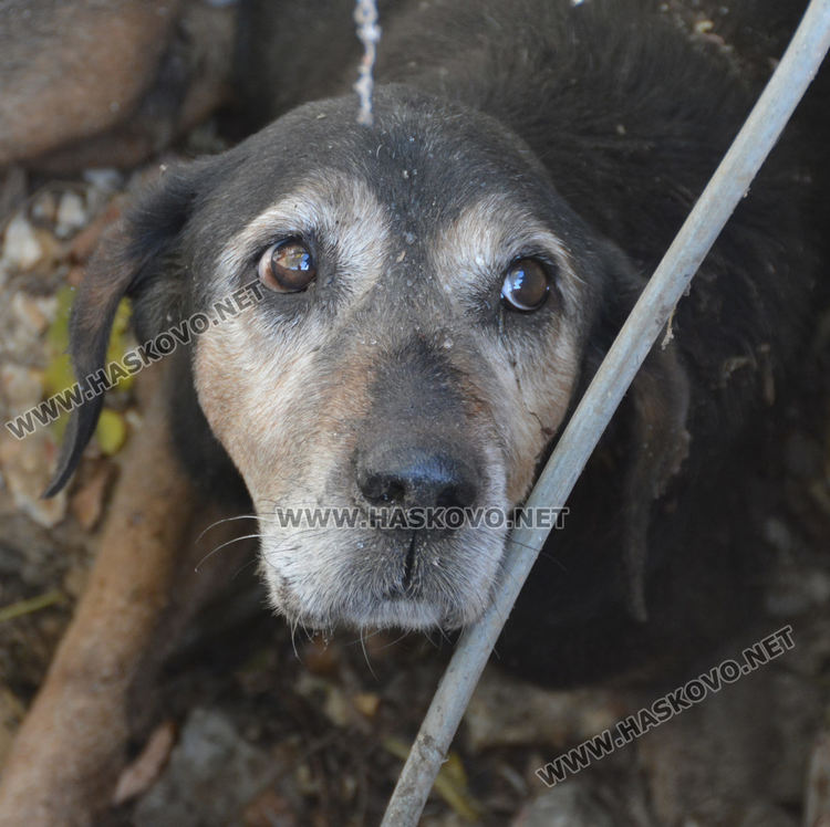 Извадиха бедстващо куче, пропаднало в шахта в Хасково