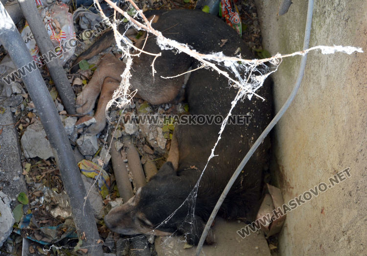 Извадиха бедстващо куче, пропаднало в шахта в Хасково