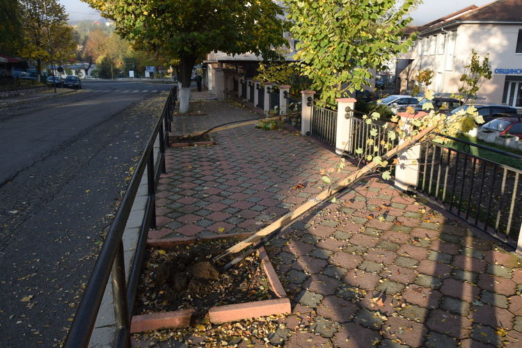 Неизвестни вандали изкорениха новозасадени дръвчета в центъра на Ардино