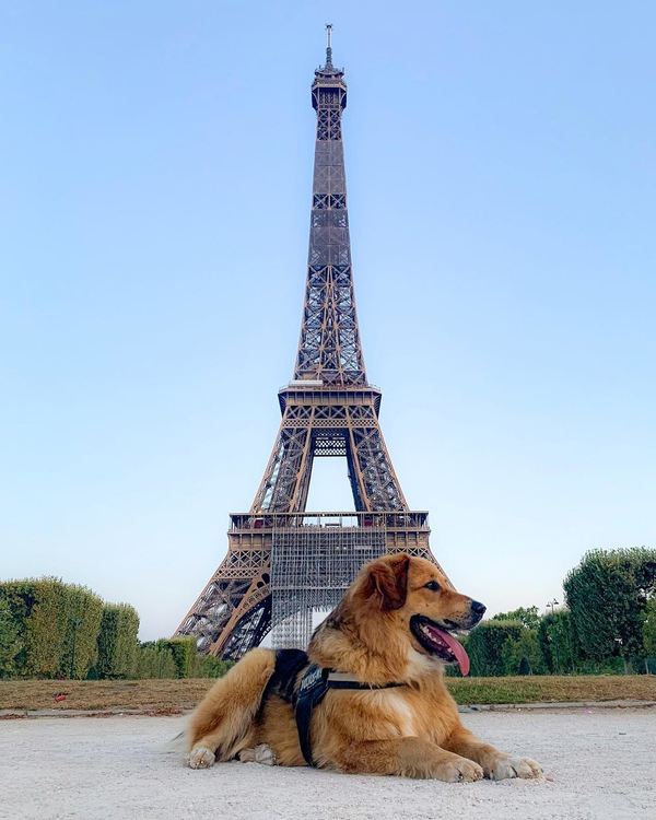 Историята на Мечо! От кофите за боклук в Чепеларе до Лос Анджелис