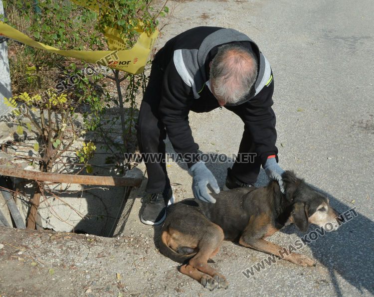 Извадиха бедстващо куче, пропаднало в шахта в Хасково