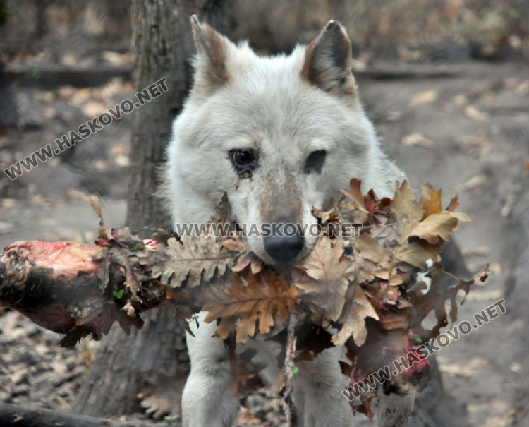 Вълкът от зоопарка на  "Кенана" скоро може да си има другар
