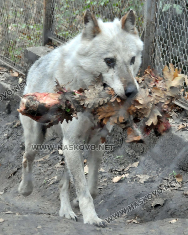 Вълкът от зоопарка на  "Кенана" скоро може да си има другар