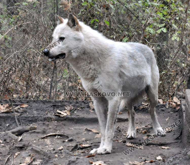 Вълкът от зоопарка на  "Кенана" скоро може да си има другар