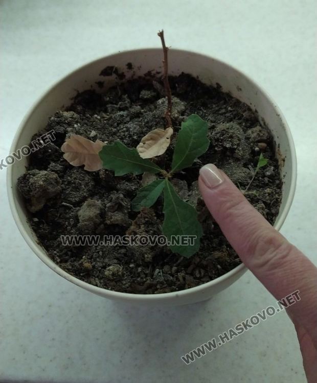 Инициатива събира семена от широколистни дървета