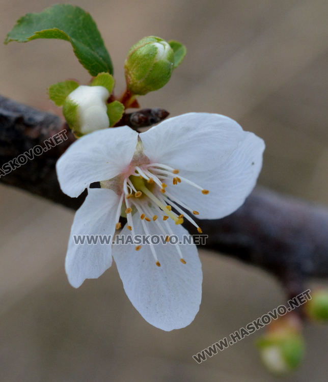 Цъфнали през есента сливи в Хасково вещаят люта зима