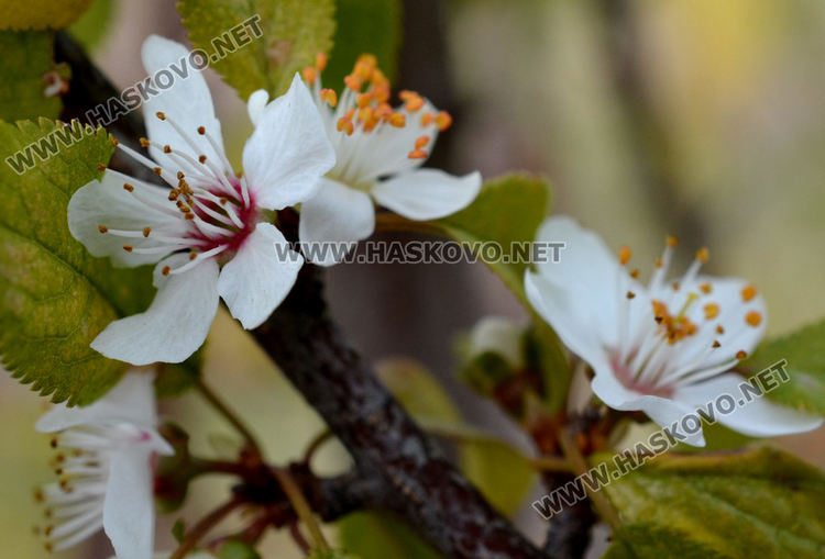 Цъфнали през есента сливи в Хасково вещаят люта зима