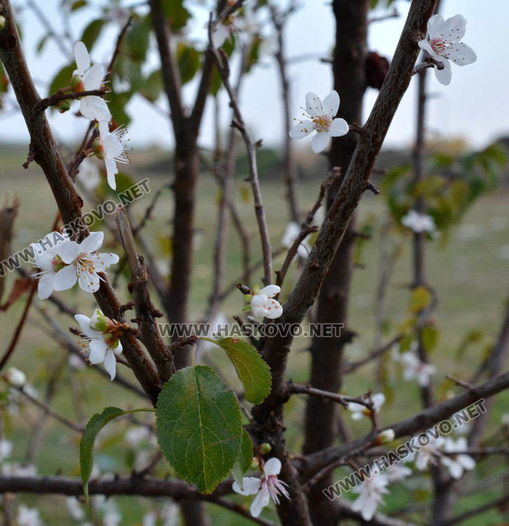 Цъфнали през есента сливи в Хасково вещаят люта зима