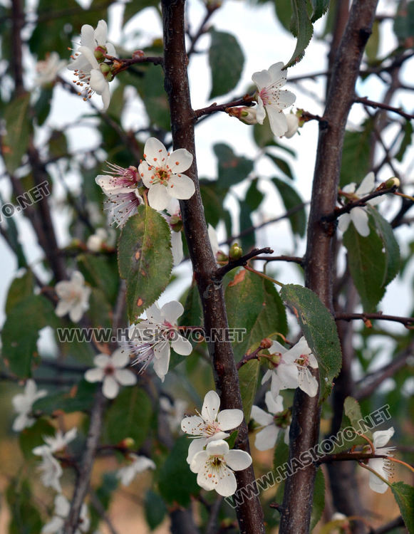 Цъфнали през есента сливи в Хасково вещаят люта зима