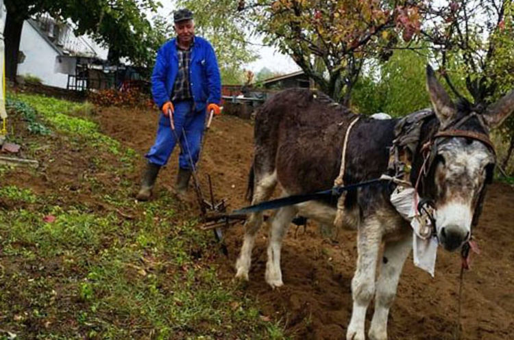 Джелил от Долно Прахово обработва земята с магаре и рало