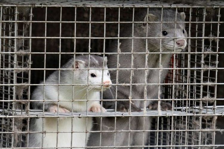 Дания приключи унищожаването на норки, засегнати от коронавируса