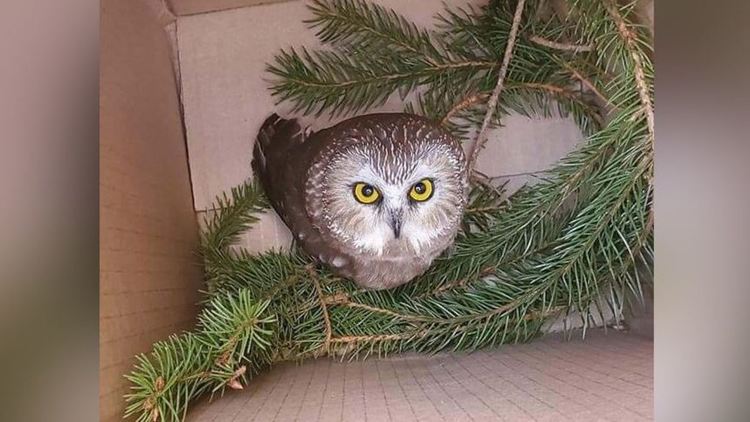 Малък бухал пристигна в Ню Йорк с коледното дърво на Рокфелер център