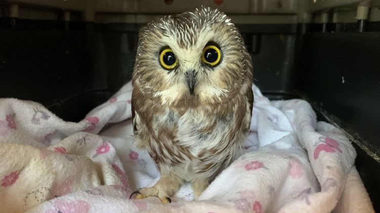 Малък бухал пристигна в Ню Йорк с коледното дърво на Рокфелер център