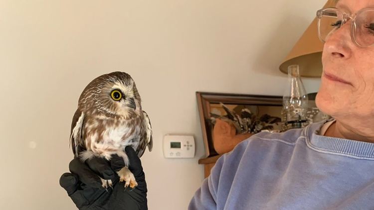 Малък бухал пристигна в Ню Йорк с коледното дърво на Рокфелер център