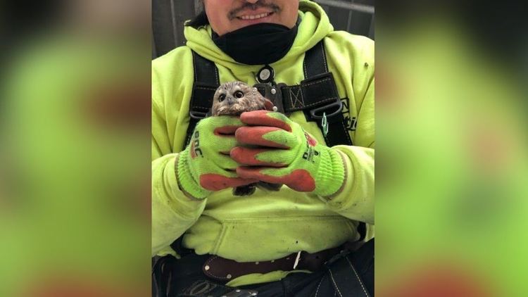 Малък бухал пристигна в Ню Йорк с коледното дърво на Рокфелер център