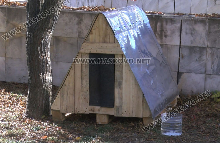 Доброто начинание: Разследващ полицай осигури подслон за бездомни кучета в Хасково