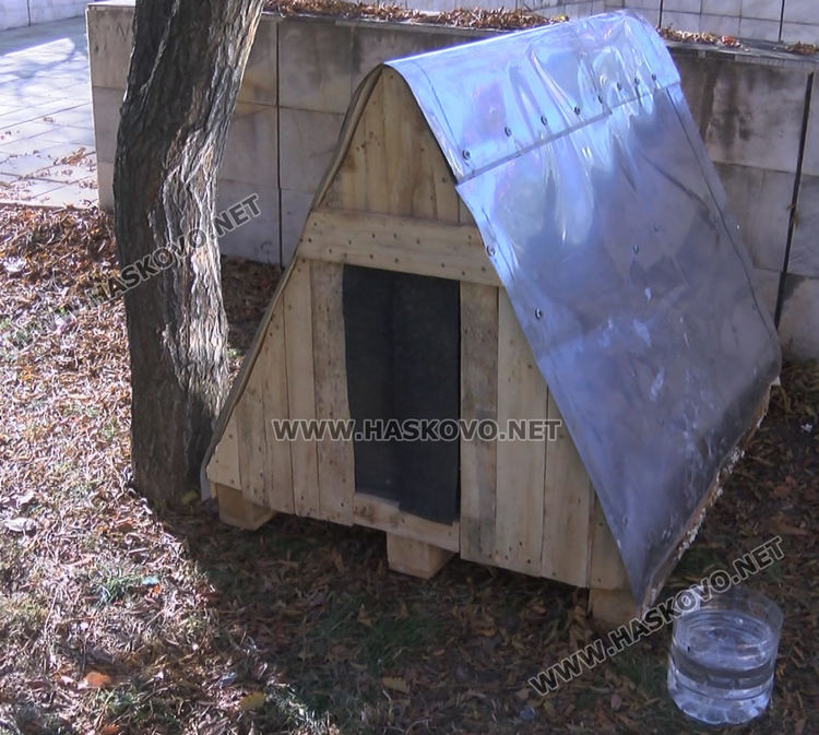 Доброто начинание: Разследващ полицай осигури подслон за бездомни кучета в Хасково