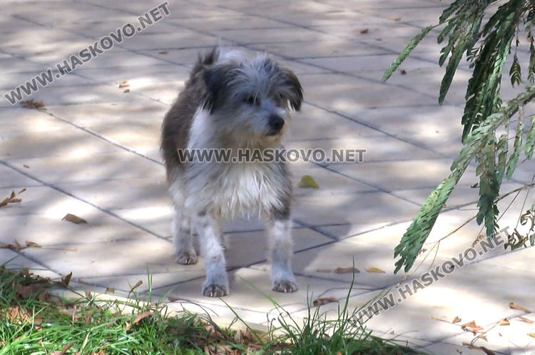 Доброто начинание: Разследващ полицай осигури подслон за бездомни кучета в Хасково