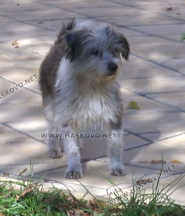 Доброто начинание: Разследващ полицай осигури подслон за бездомни кучета в Хасково