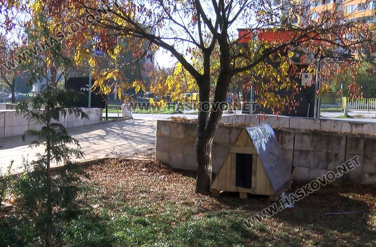 Доброто начинание: Разследващ полицай осигури подслон за бездомни кучета в Хасково