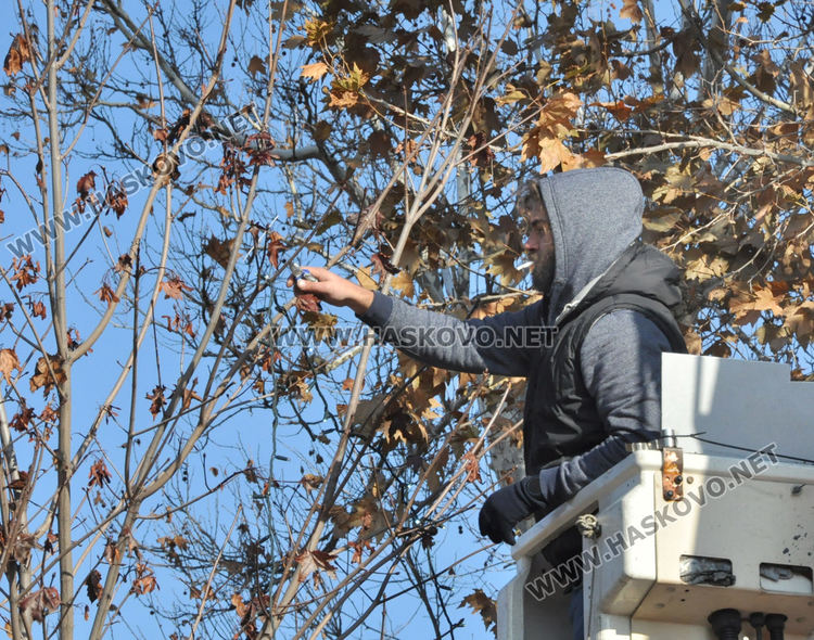 Монтираха коледна украса в Хасково по дърветата между общината и областна администрация