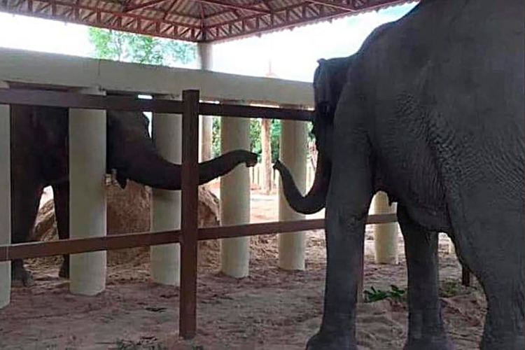 Най-самотният слон в света за първи път от осем години осъществи контакт със себеподобно
