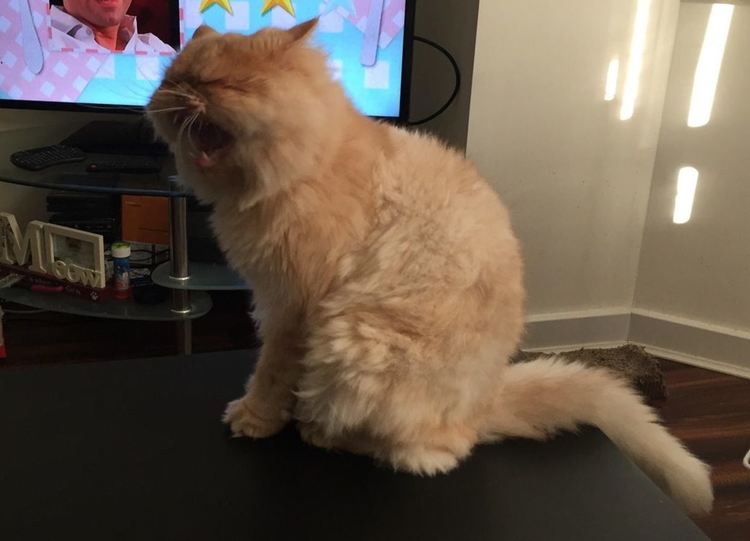 Защо котките мяукат?