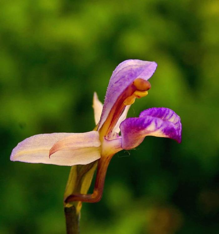 В царството на орхидеите