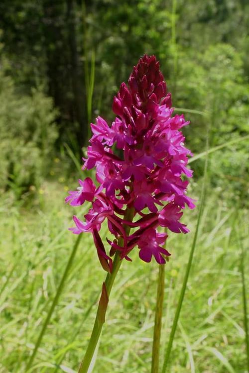 В царството на орхидеите