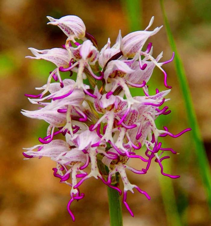 В царството на орхидеите