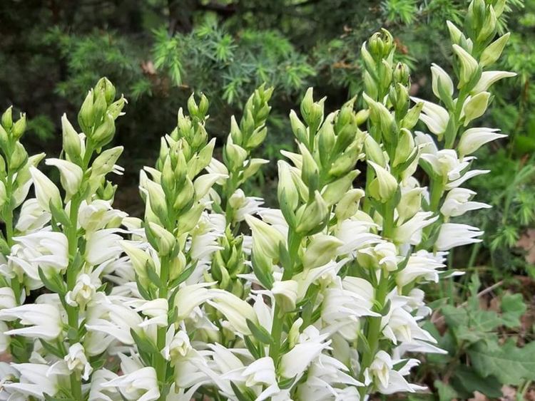 В царството на орхидеите