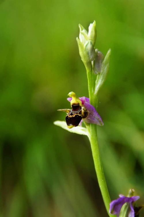 В царството на орхидеите