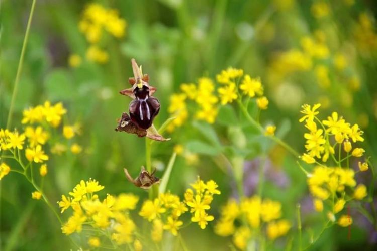 фотографии: Данчо Йорданов