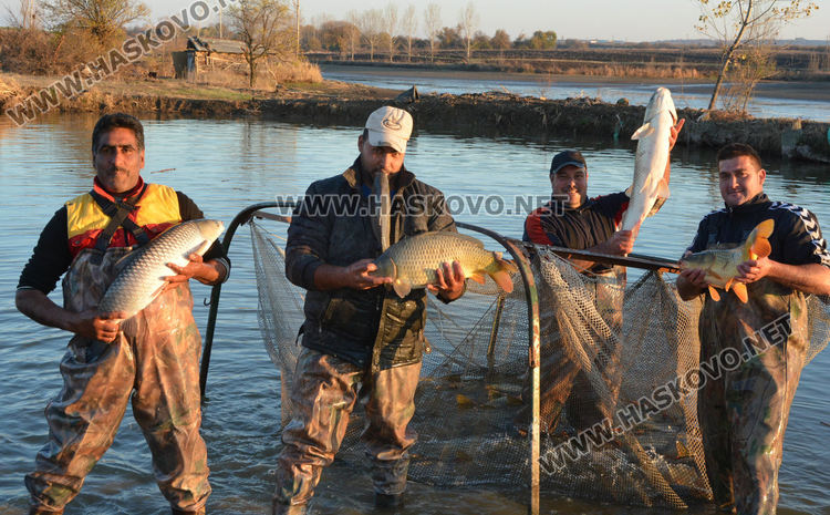 Рибата в язовирите в Хасковско малко, шаранът скочи с лев преди Никулден